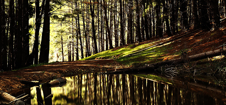 What Does This Appellate Court Decision Mean For The New Jersey Spill Act?