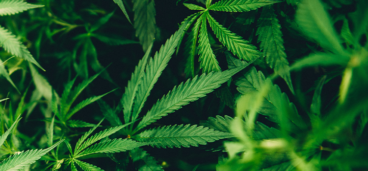When Will Cannabis Be Legalized in New Jersey?