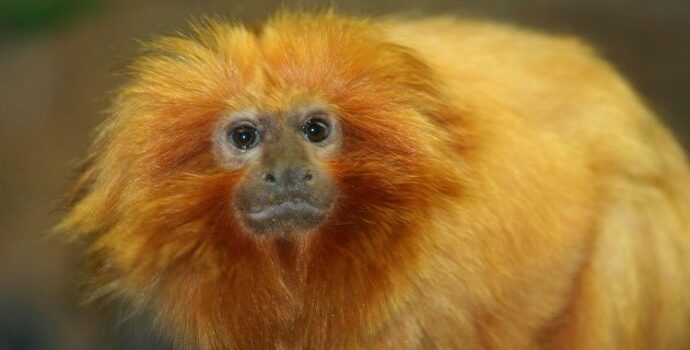 Monkey Denied Copyright In A “Selfie”