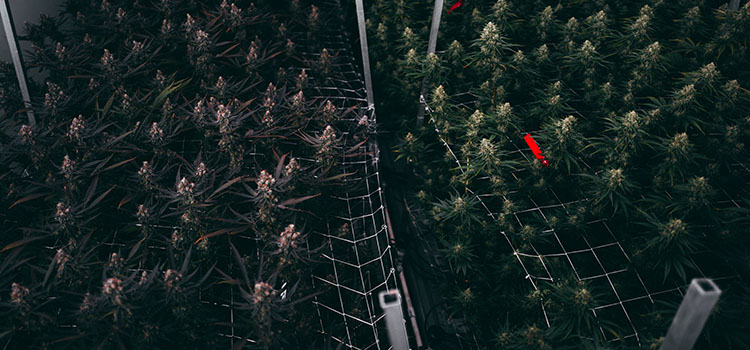 Why Forming an LLC to Operate Your Cannabis Business May Not Be Tax Wise