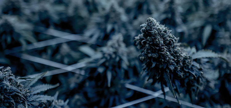 NJ Workers’ Compensation Judge Rules Claimant Entitled to Insurance Coverage for Medical Marijuana